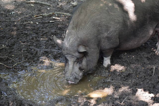科内：佩莱格里尼和苏莱是全队最有才华的，但我们的支援不够